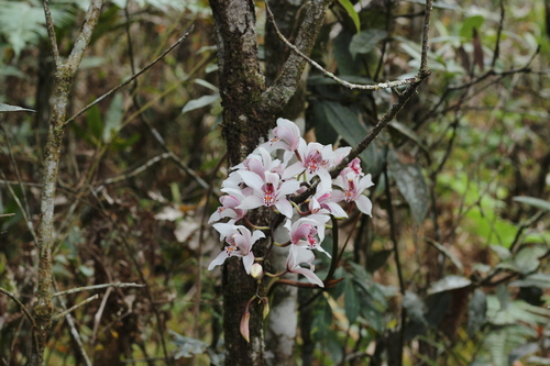 Cymbidium Insigne