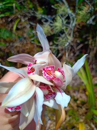 Cymbidium Insigne
