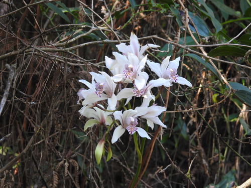 Cymbidium Insigne