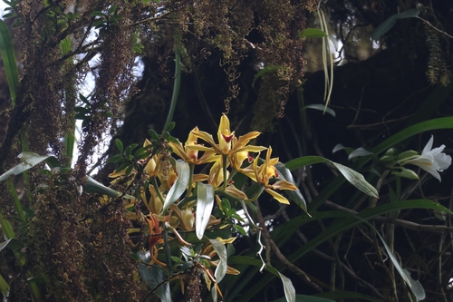 Cymbidium Lowianum
