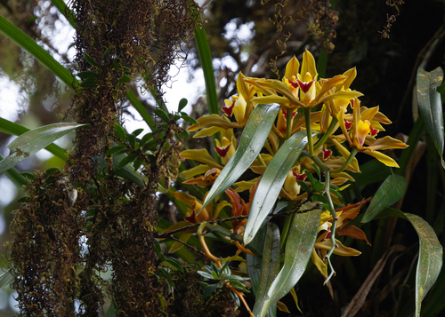 Cymbidium Lowianum