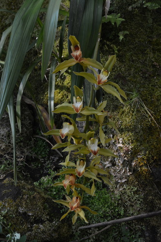 Cymbidium Lowianum