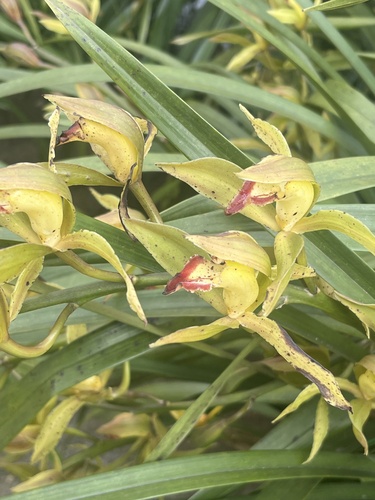 Cymbidium Lowianum