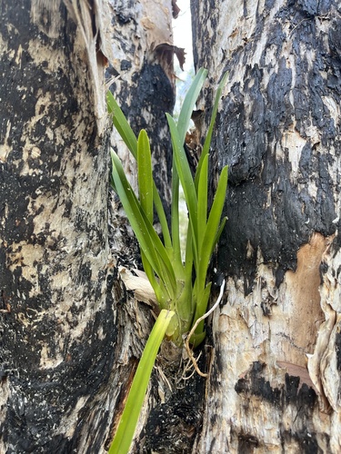 Cymbidium Madidum