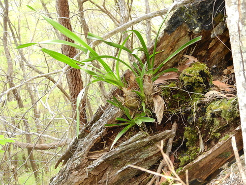 Cymbidium Madidum