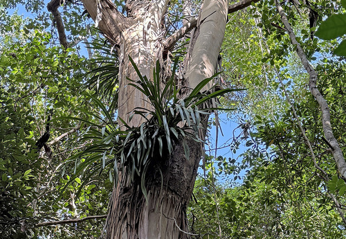 Cymbidium Madidum