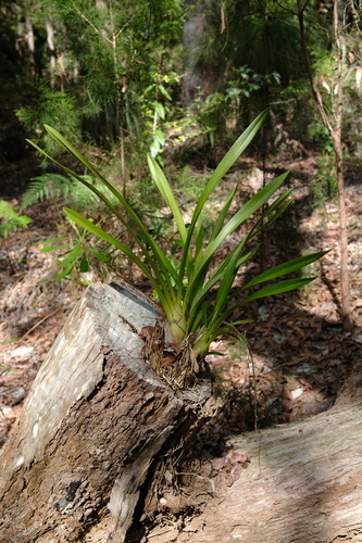 Cymbidium Madidum