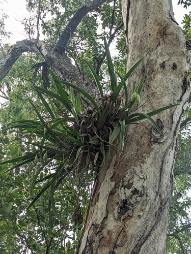 Cymbidium Canaliculatum