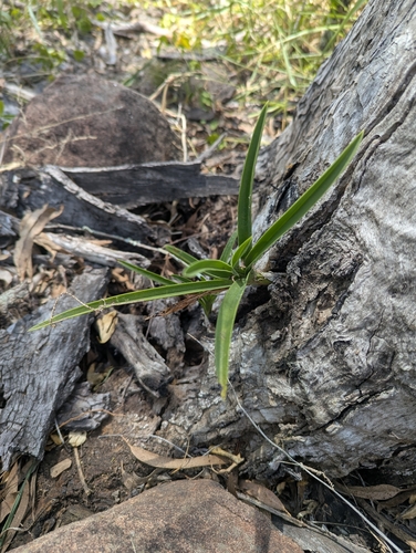 Cymbidium Canaliculatum