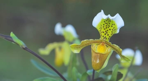 Paphiopedilum Insigne (Sapatinho de Vênus Clássico)