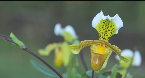 Paphiopedilum Insigne (Sapatinho de Vênus Clássico)
