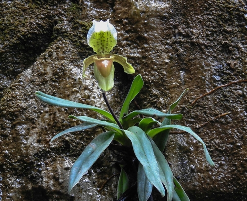 Paphiopedilum Insigne (Sapatinho de Vênus Clássico)