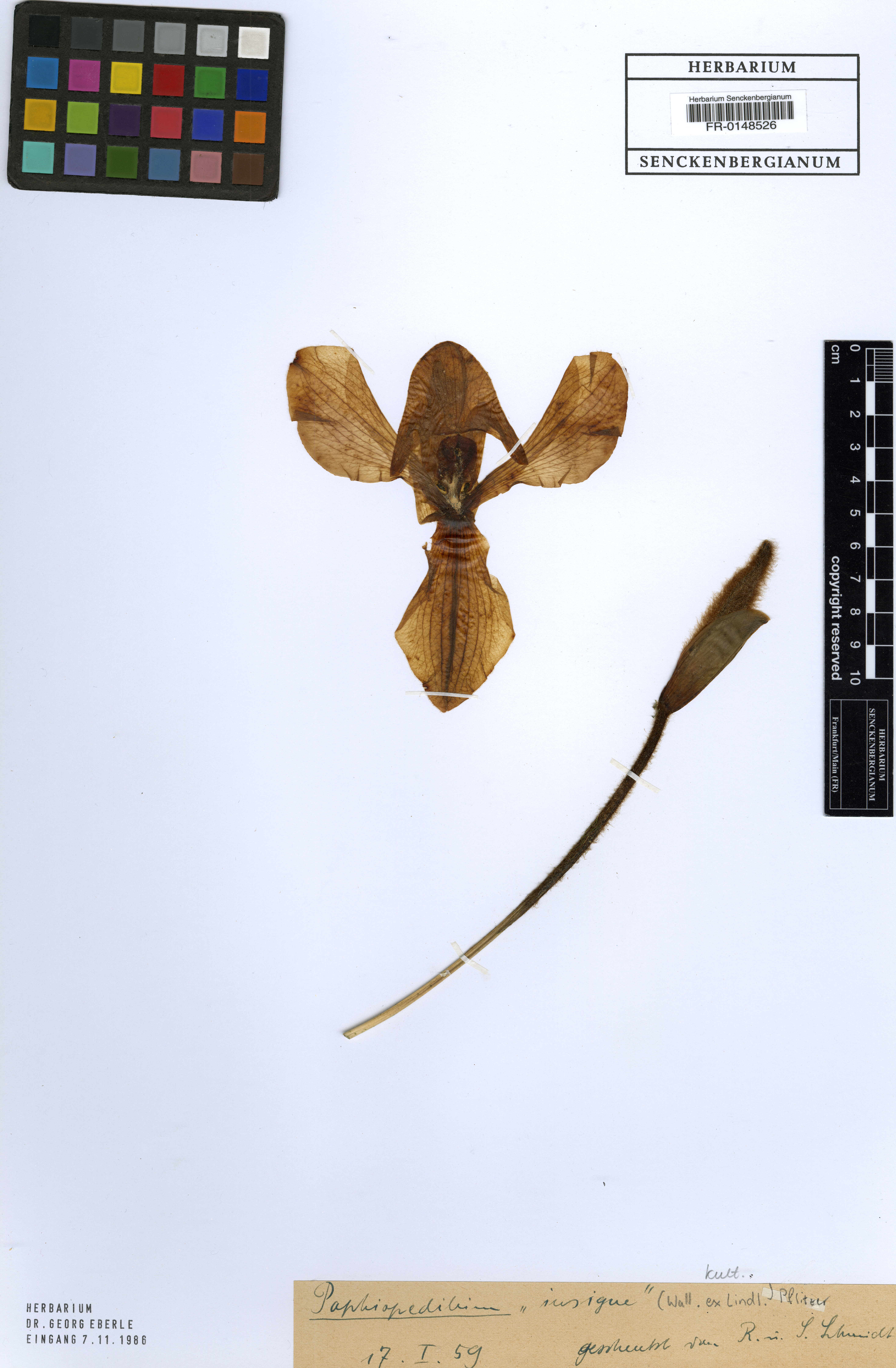 Paphiopedilum Insigne (Sapatinho de Vênus Clássico)
