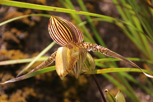 Paphiopedilum Rothschildianum