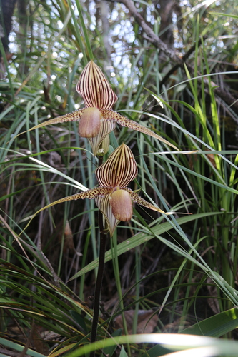 Paphiopedilum Rothschildianum