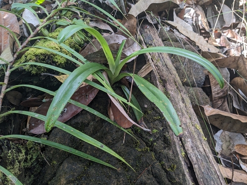 Paphiopedilum Rothschildianum