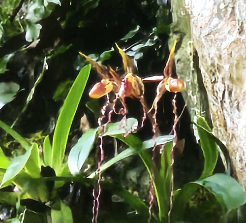 Paphiopedilum Sanderianum