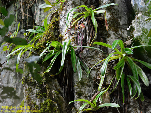 Paphiopedilum Sanderianum