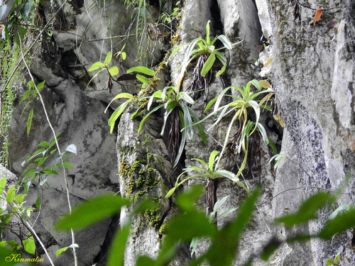 Paphiopedilum Sanderianum