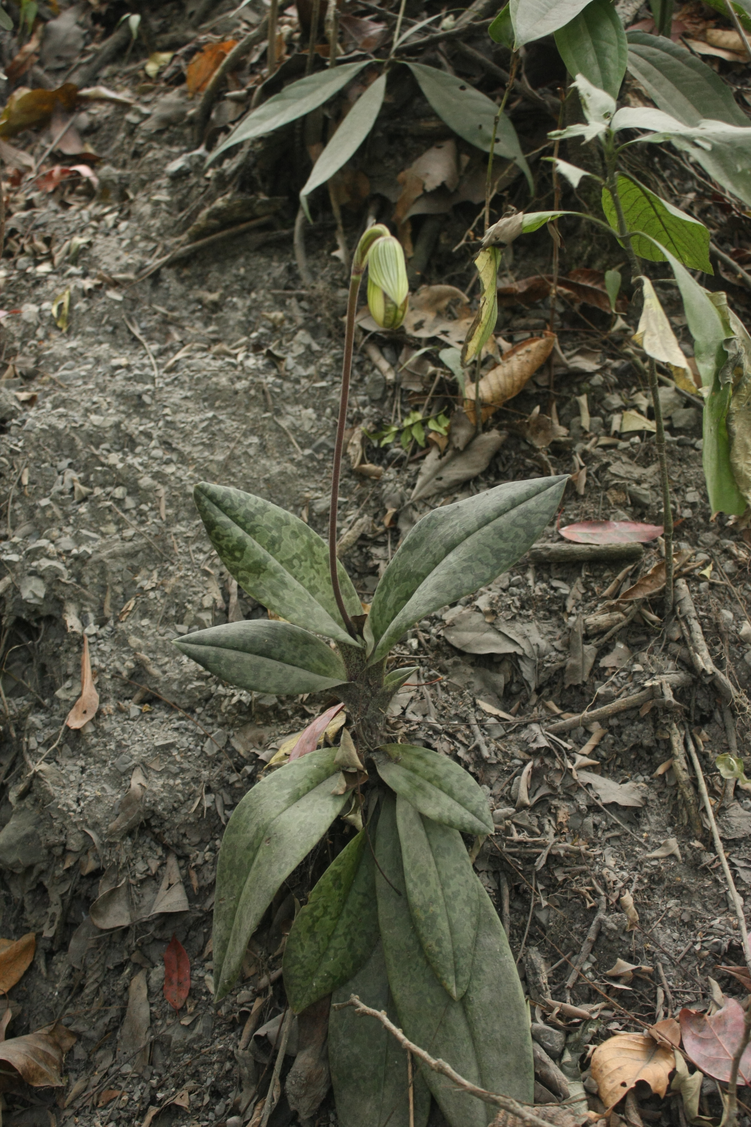 Paphiopedilum Venustum
