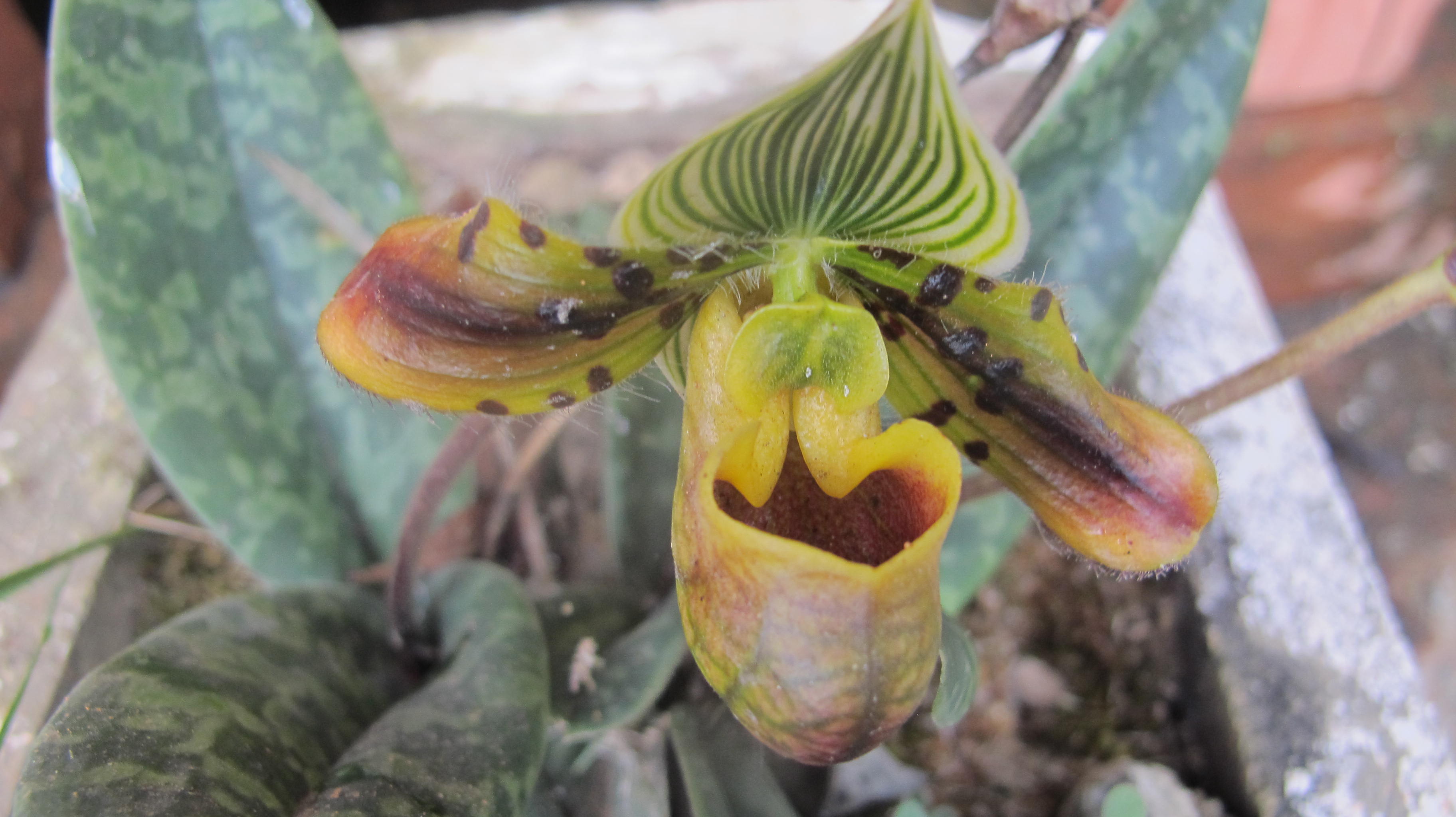Paphiopedilum Venustum