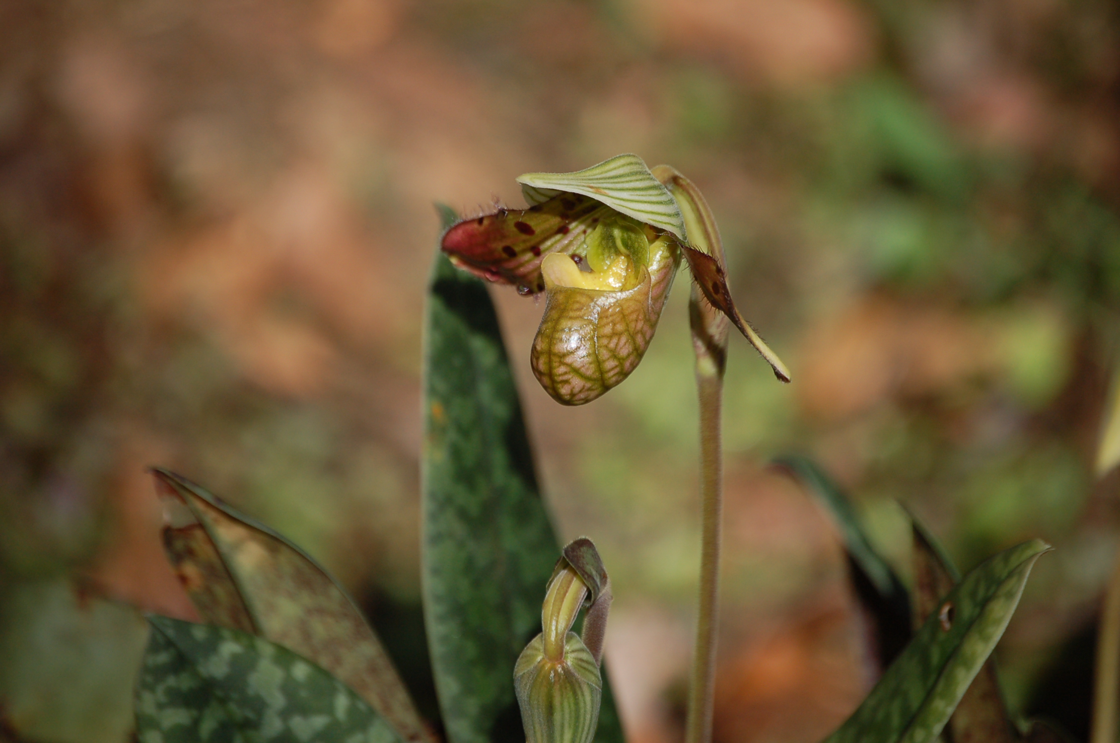 Paphiopedilum Venustum