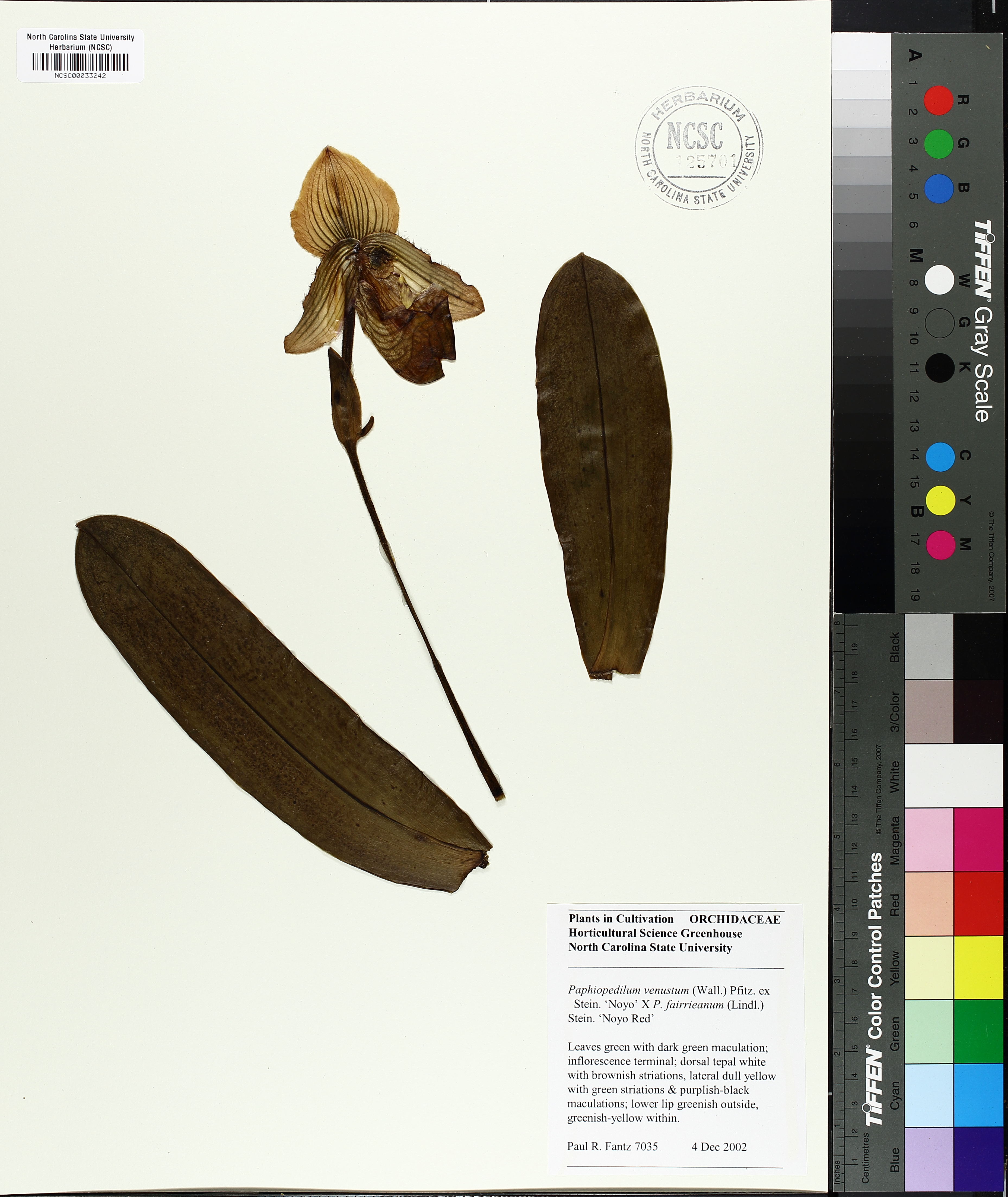 Paphiopedilum Venustum