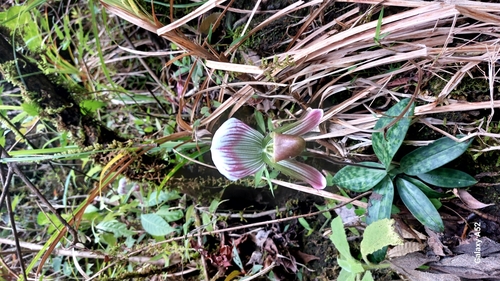 Paphiopedilum Callosum