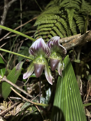 Paphiopedilum Callosum