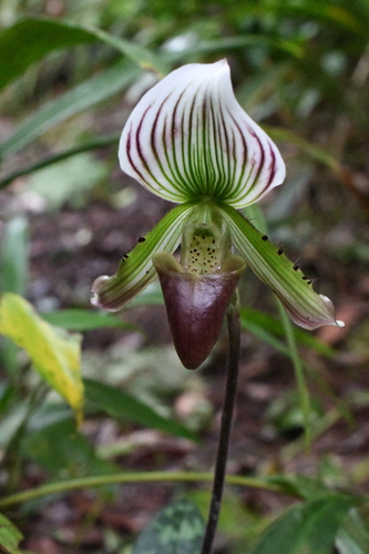 Paphiopedilum Callosum