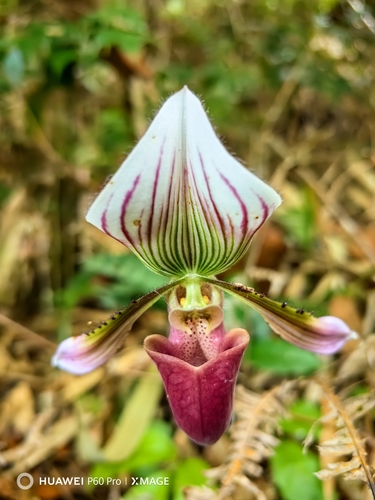 Paphiopedilum Barbatum