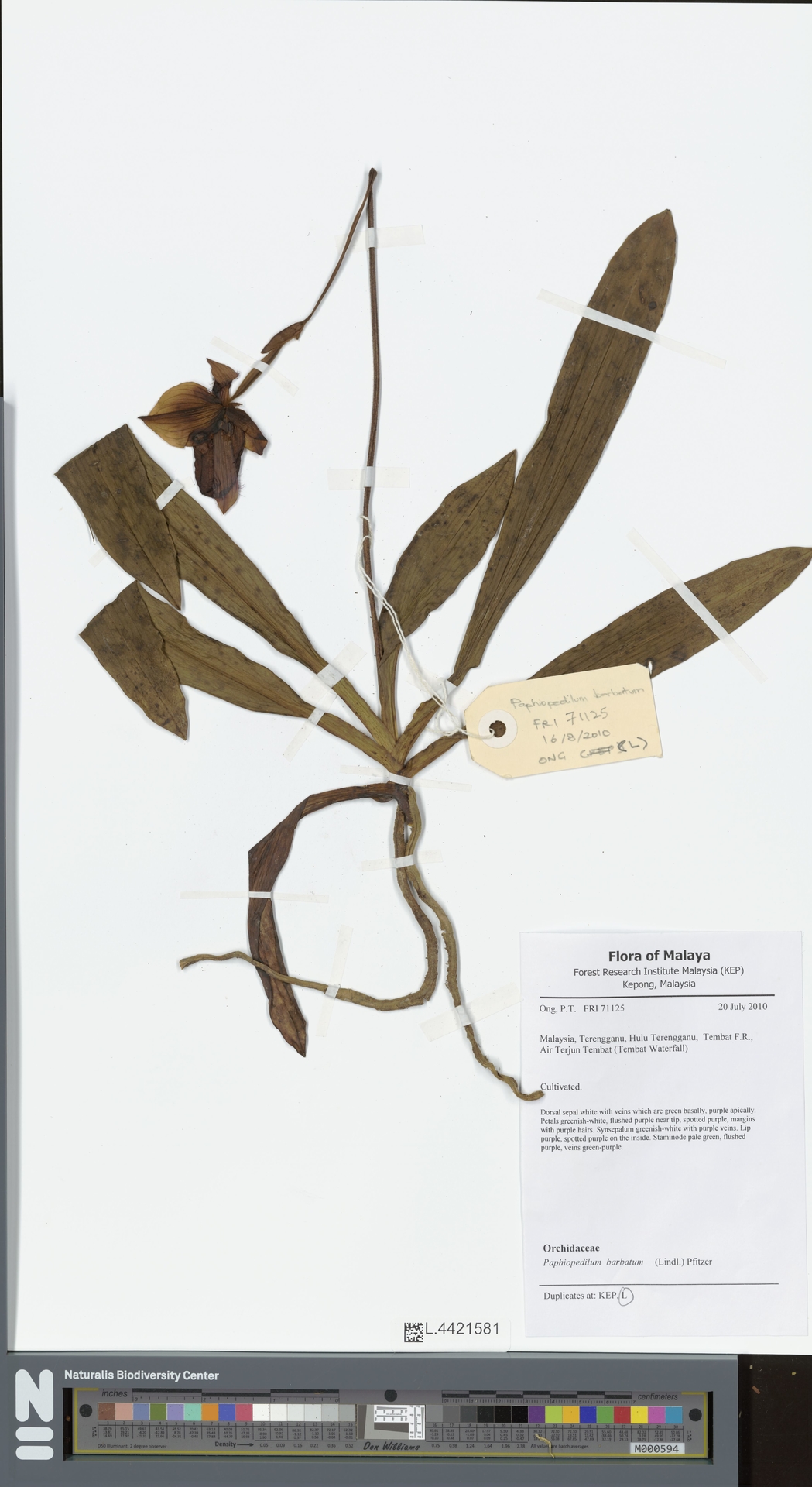 Paphiopedilum Barbatum
