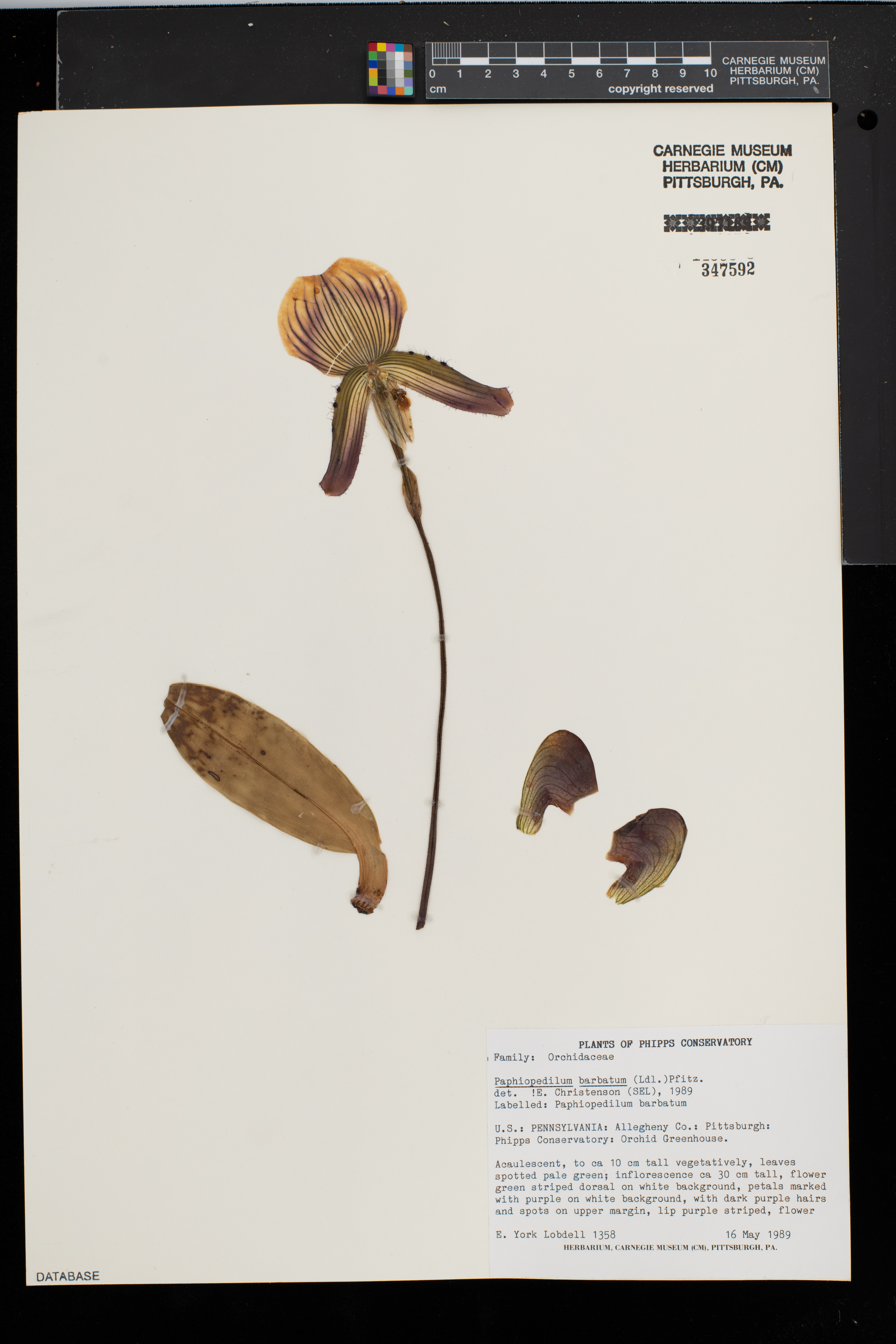 Paphiopedilum Barbatum