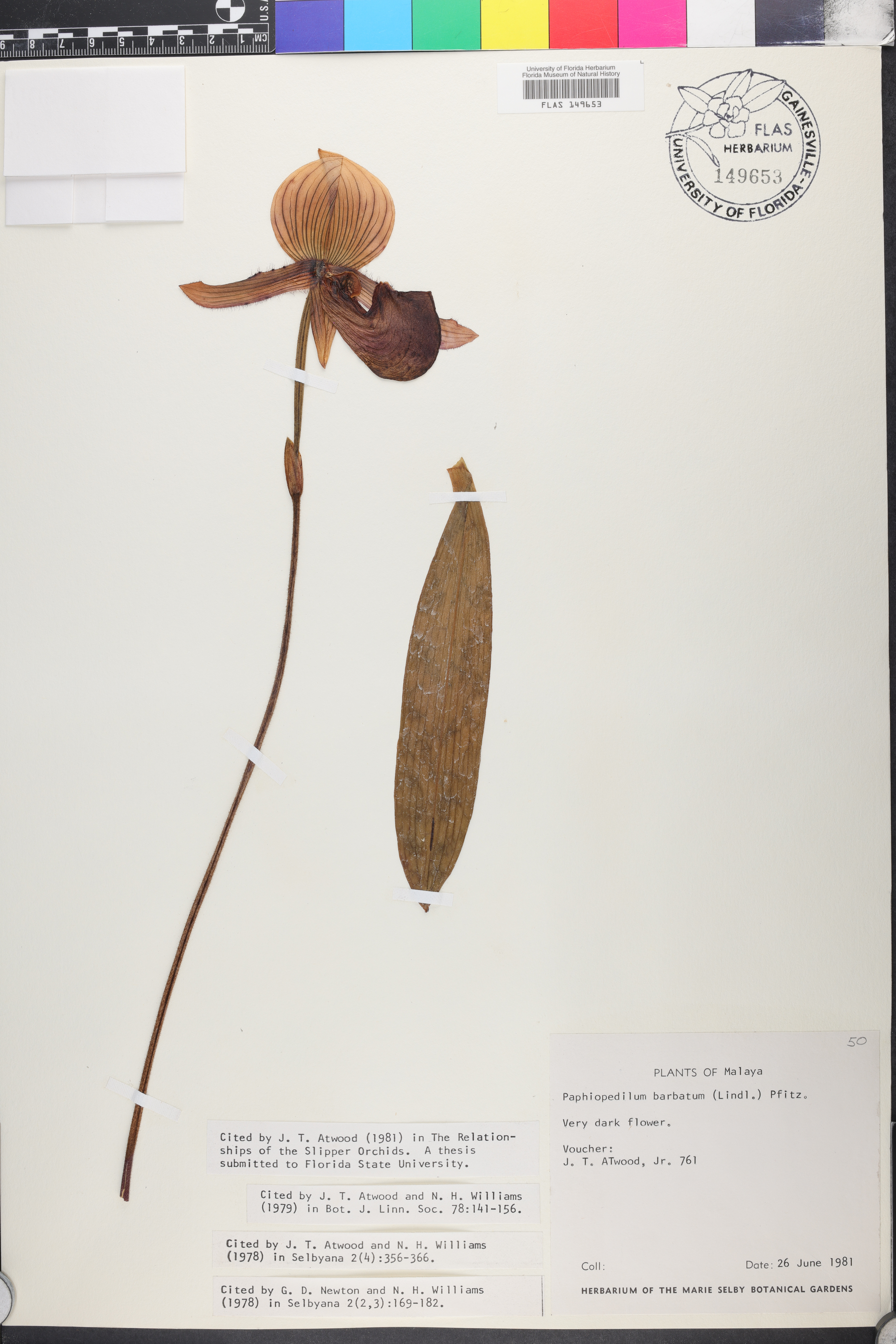 Paphiopedilum Barbatum