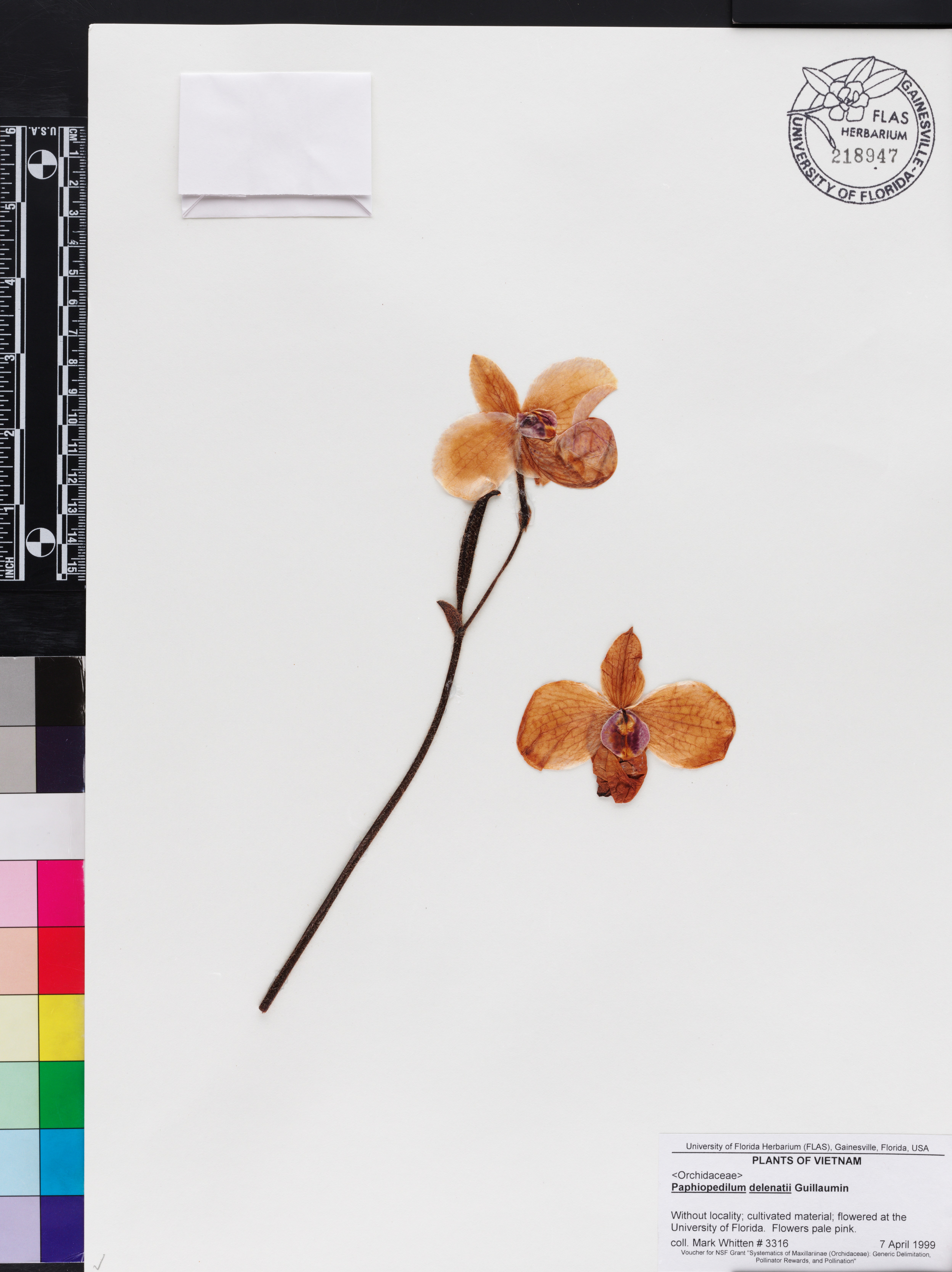Paphiopedilum Delenatii