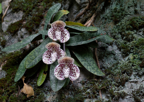Paphiopedilum Bellatulum