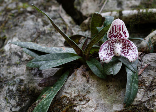 Paphiopedilum Bellatulum