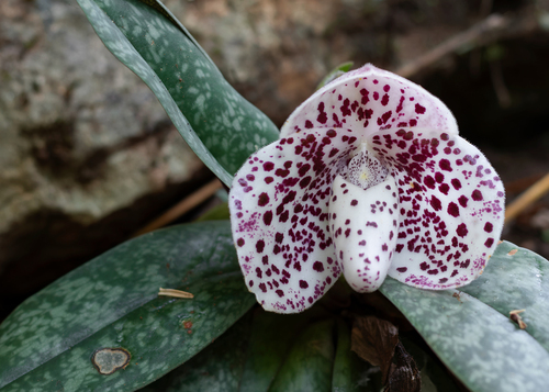 Paphiopedilum Bellatulum