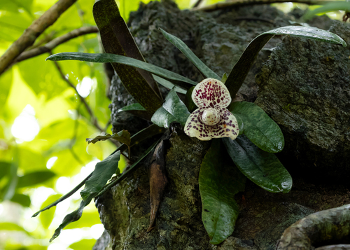 Paphiopedilum Bellatulum