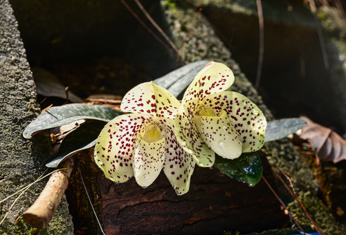 Paphiopedilum Concolor
