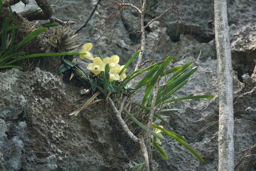 Paphiopedilum Concolor