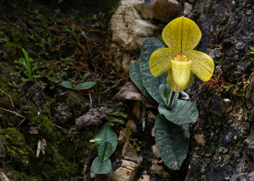 Paphiopedilum Concolor