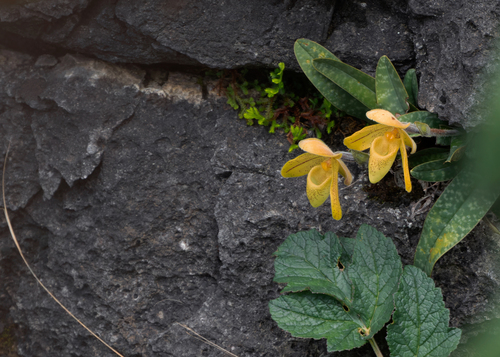 Paphiopedilum Concolor