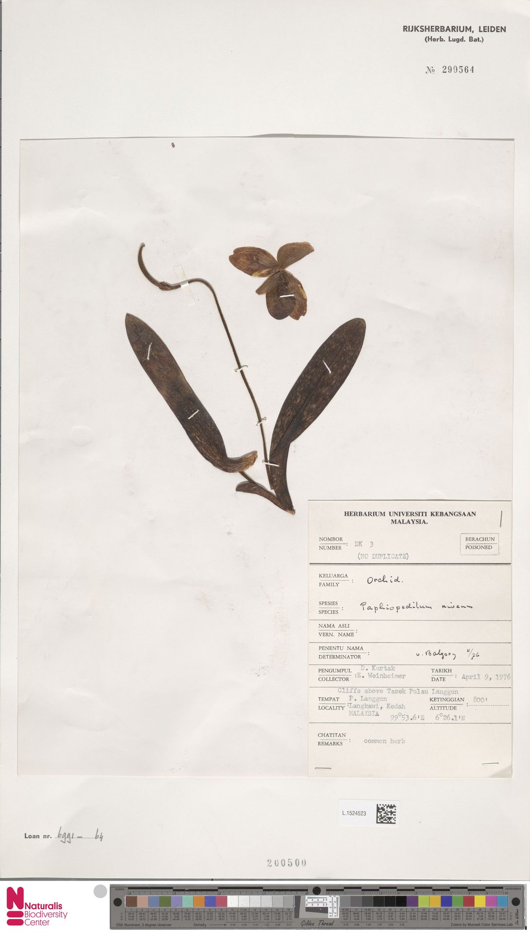 Paphiopedilum Niveum