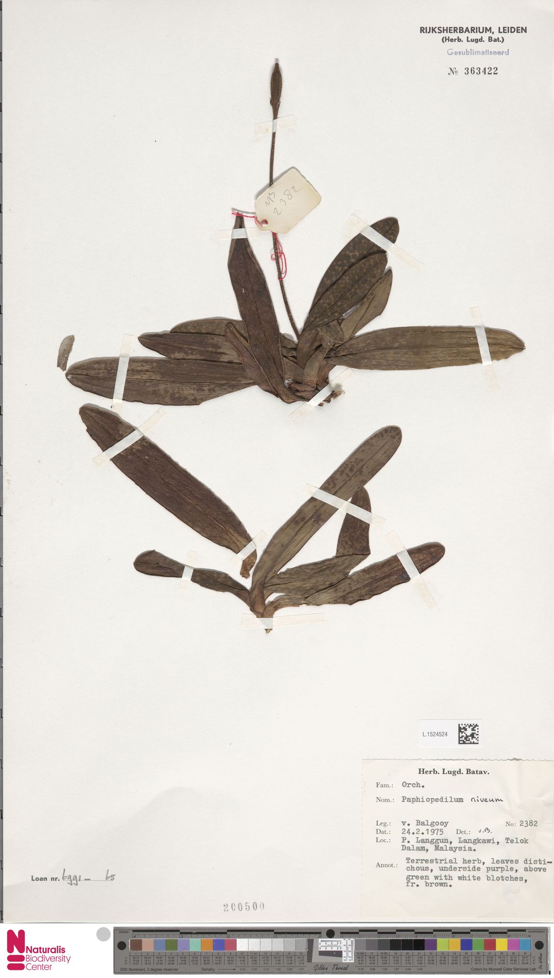 Paphiopedilum Niveum