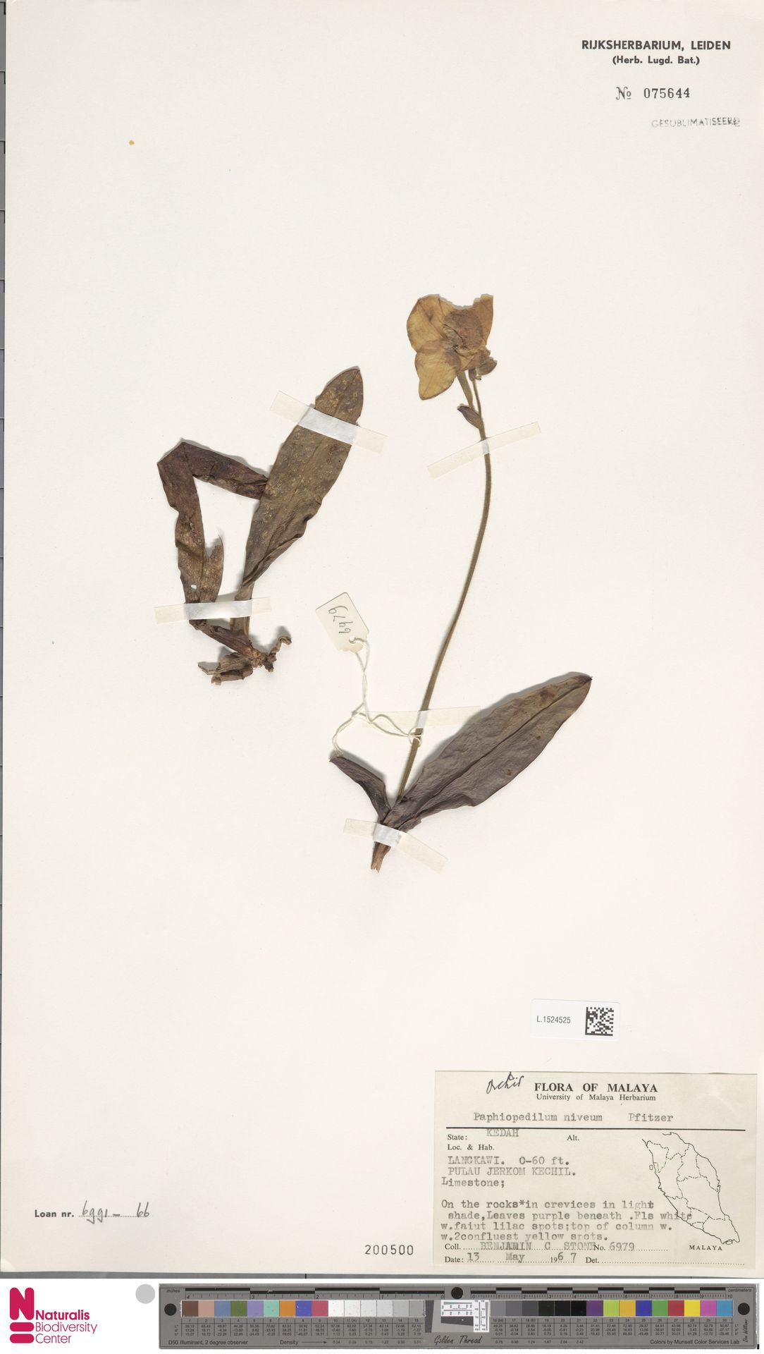 Paphiopedilum Niveum