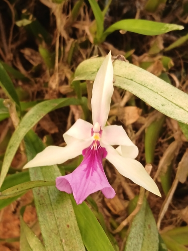 Miltonia Spectabilis (Miltonia de Outono)