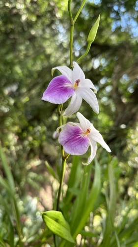 Miltonia Spectabilis (Miltonia de Outono)