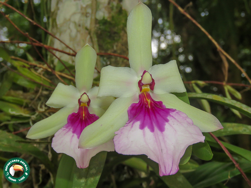 Miltonia Spectabilis (Miltonia de Outono)