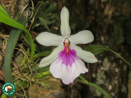 Miltonia Spectabilis (Miltonia de Outono)